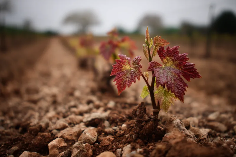 Bordeaux bio : les châteaux qui ont franchi le cap
