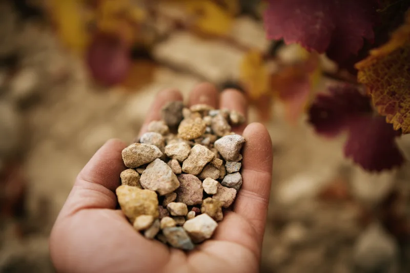 Bourgogne bio : terroir et biodynamie au service des grands crus