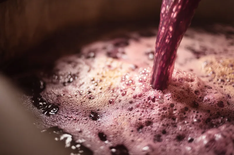 Comment est fabrique un vin bio de la vigne au verre