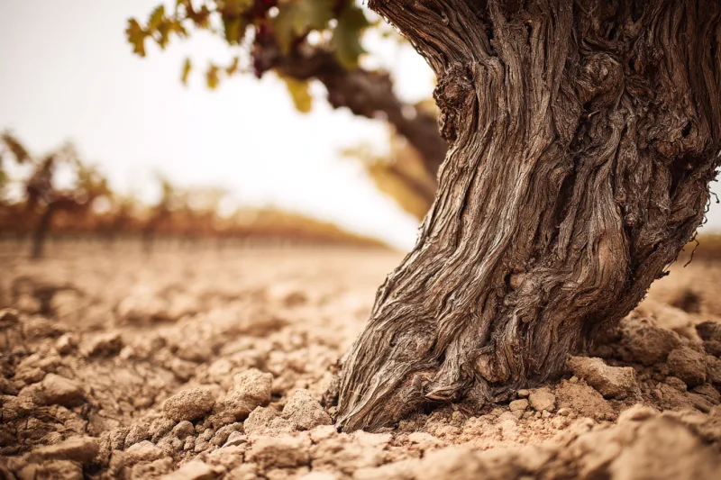 Languedoc-Roussillon : le plus grand vignoble bio de France