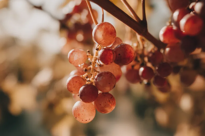 Le Grenache en bio : roi du Rhône et du Roussillon