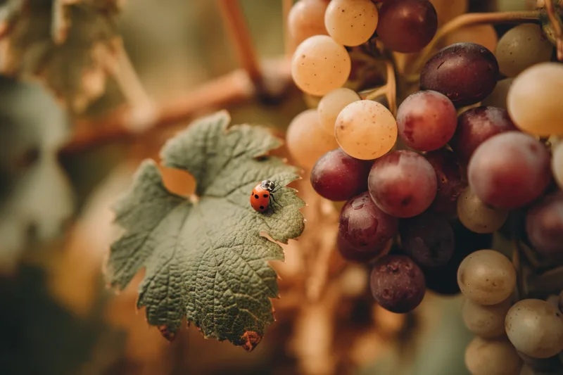 Qu'est-ce qu'un vin biologique ? Guide complet 2024
