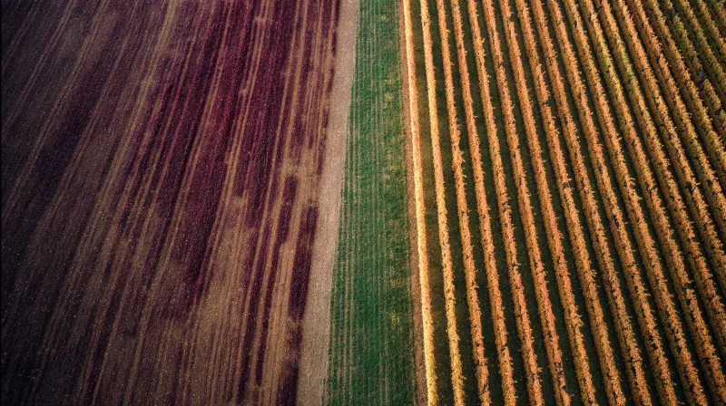 Vin bio vs vin conventionnel : quelles différences réelles ?